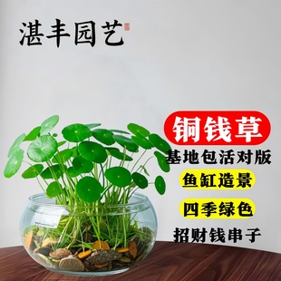 水养金钱草 铜钱草水培植物室内好养花卉绿植盆栽客厅办公桌面四季