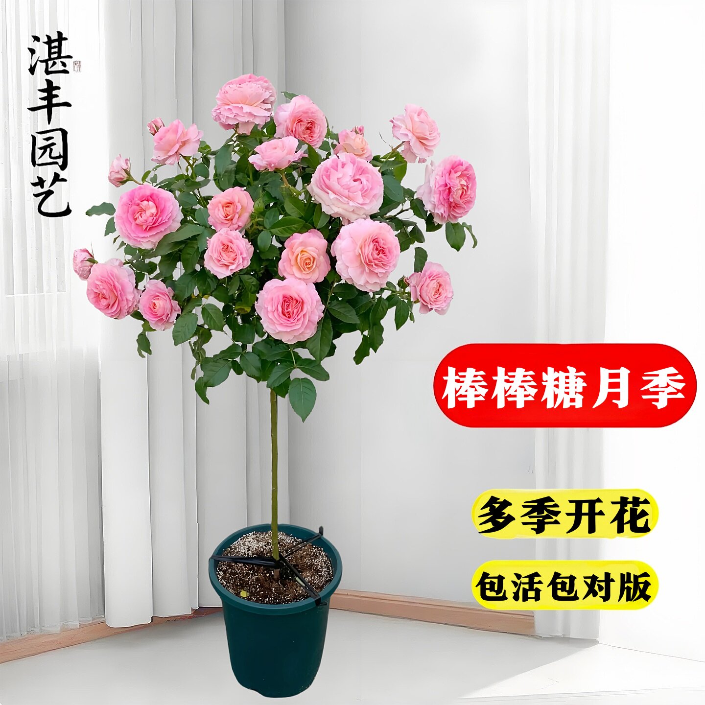 月季花苗盆栽四季棒棒糖果汁阳台花树带花苞老桩庭院树状欧月耐寒