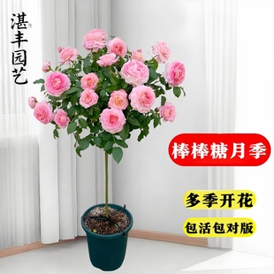 花苗盆栽四季 月季 棒棒糖果汁阳台花树带花苞老桩庭院树状欧月耐寒