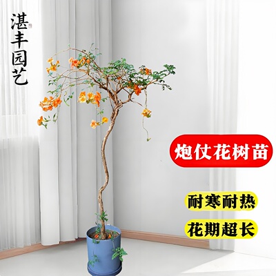 炮仗花爬藤植物盆栽阳台庭院凌霄花苗老桩大苗藤蔓爬墙