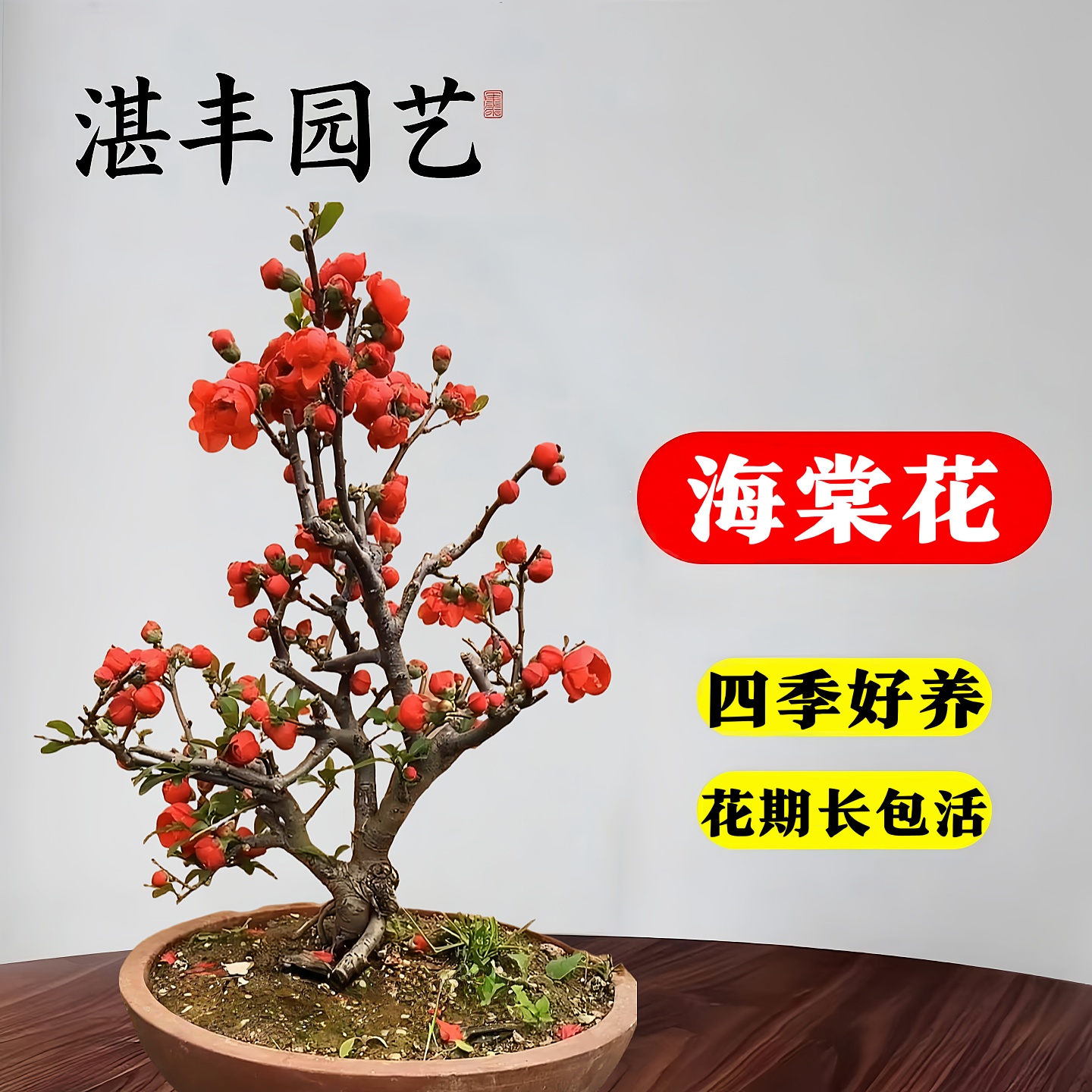 海棠花盆栽四季树苗盆景开花重瓣老桩庭院绿植物室内好养耐寒花卉