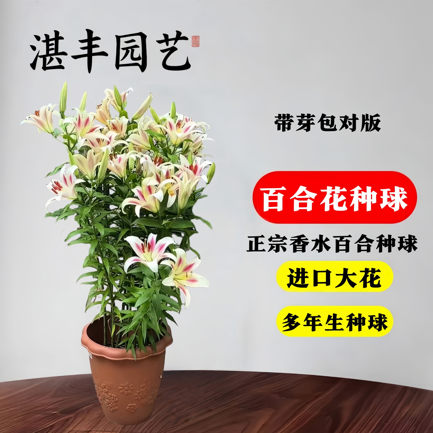 百合种球矮生重瓣多年生香水种球