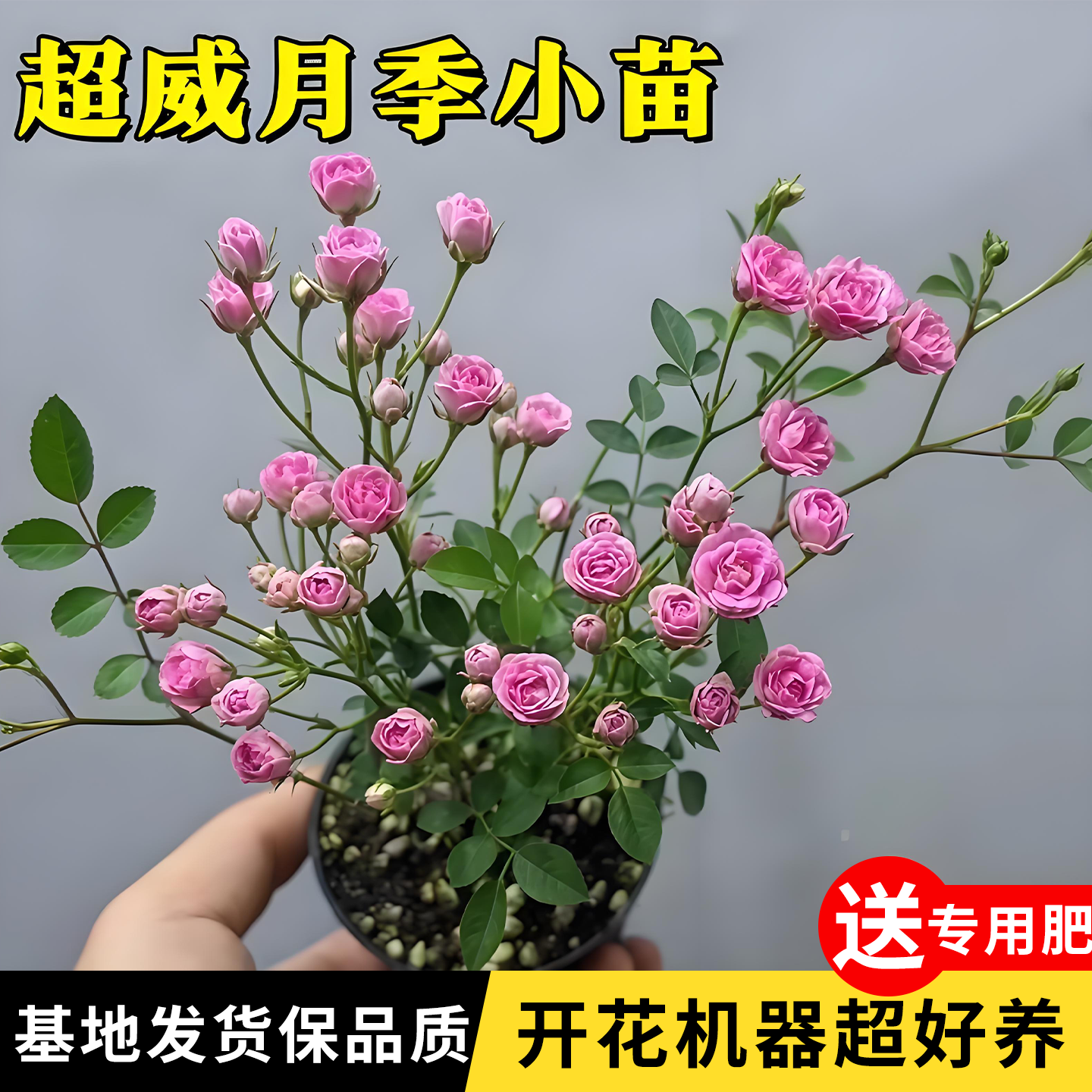 超微满天星月季花好养