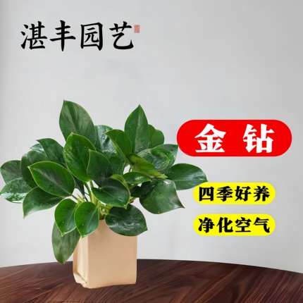 金钻盆栽绿萝箩室内植物花卉水培绿植办公室多肉净化空气四季常青