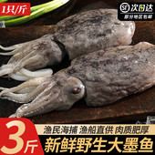 新鲜墨鱼鲜活大墨鱼舟山海捕特大乌贼鲜活冷冻大目鱼海鲜非墨鱼仔