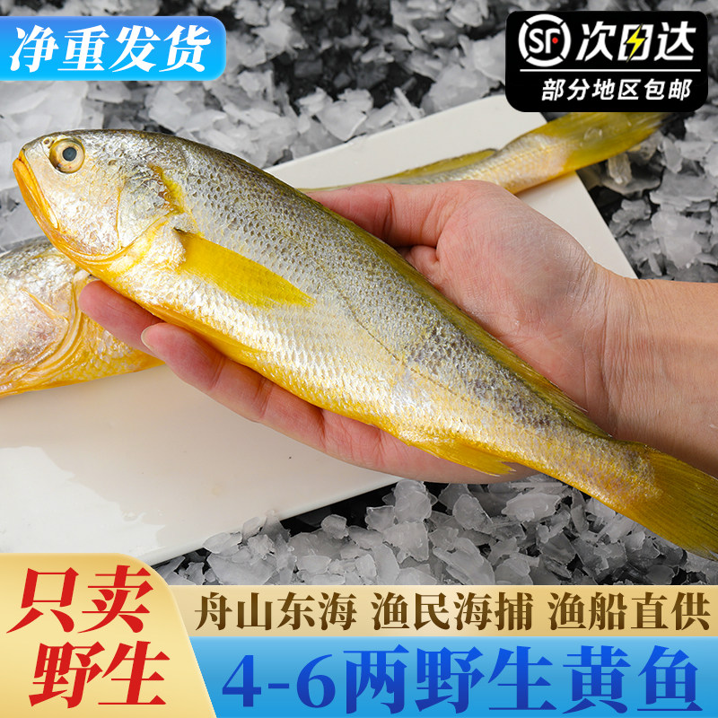 舟山野生大黄鱼深海野生黄花鱼新鲜冷冻大小4-6两/条鲜活海鲜水产