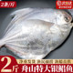 特大银鲳鱼新鲜冷冻舟山白鲳鱼鲜活海鲜水产海捕大昌鱼平鱼鲳鳊鱼