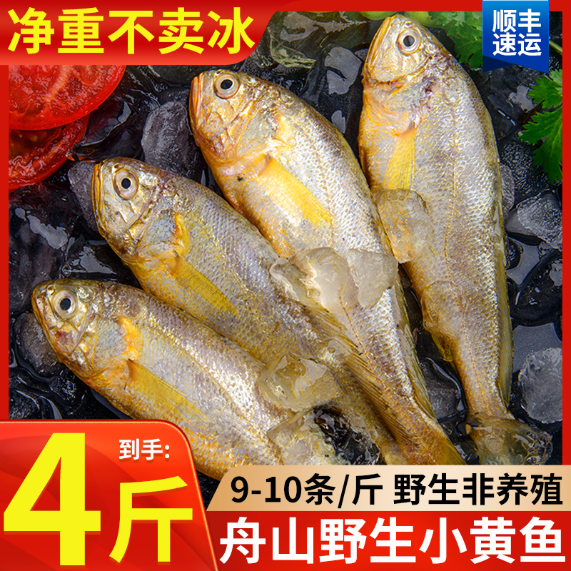 净重4斤舟山野生小黄鱼新鲜海捕