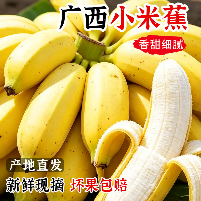 现摘新鲜小米蕉5斤包邮产地直发