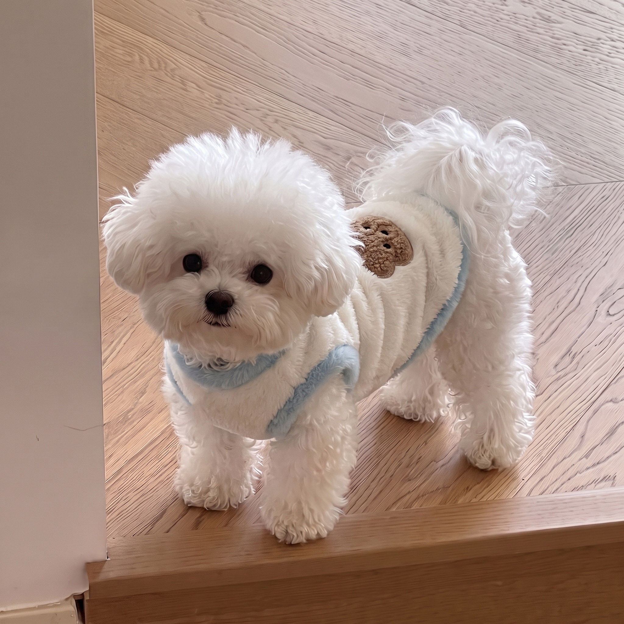 小狗狗衣服秋冬季保暖背心小型犬背心雪纳瑞德文猫咪毛衣宠物服装