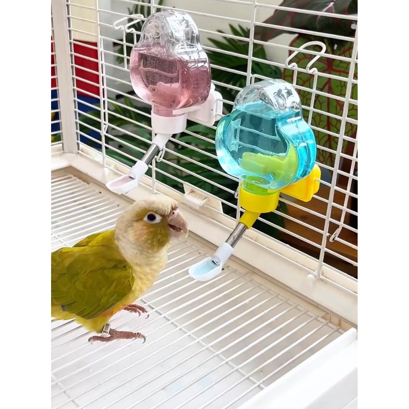 鹦鹉饮水器虹吸式防反流齿轮防滑鸟笼防打翻喂水下料器鸟笼配件