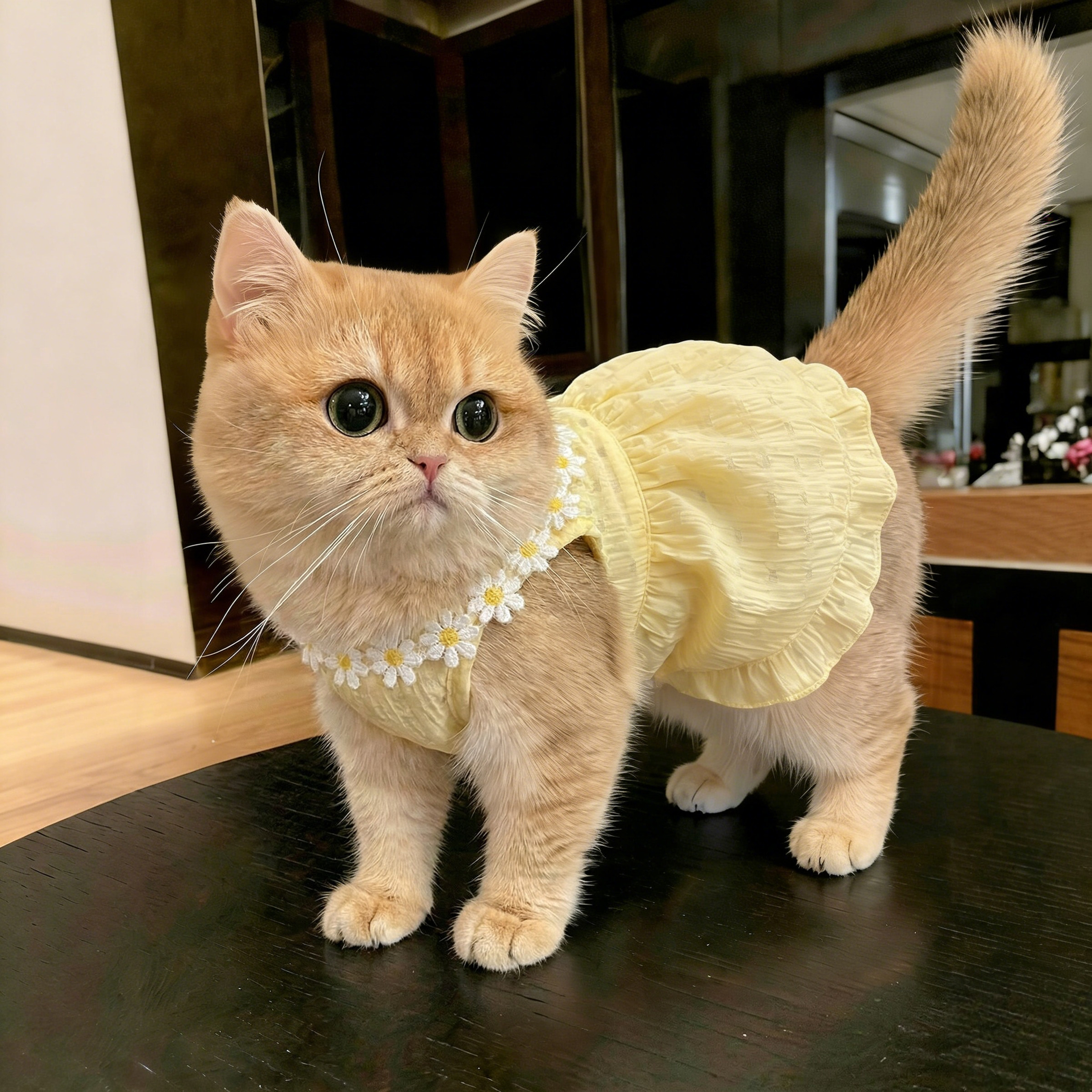 猫咪衣服防掉毛夏季薄款宠物背心连衣裙2026新款幼猫通用用高颜值