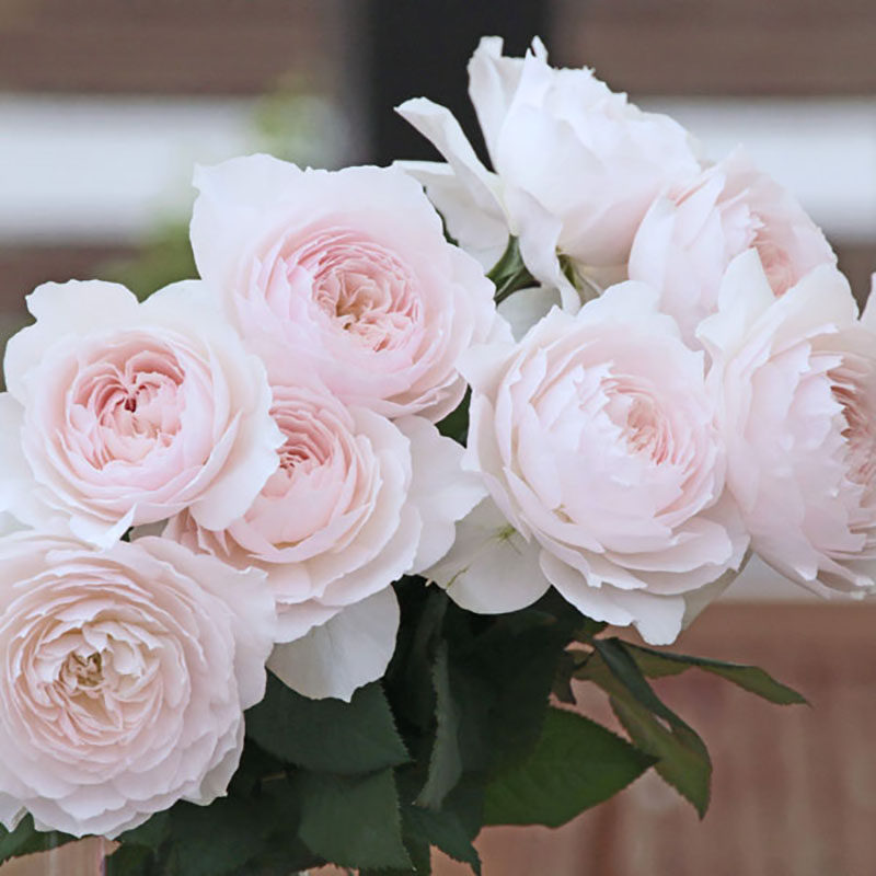 航猫园艺直立月季日和浓香勤花玫瑰阳台庭院花卉植物盆栽灌木花苗