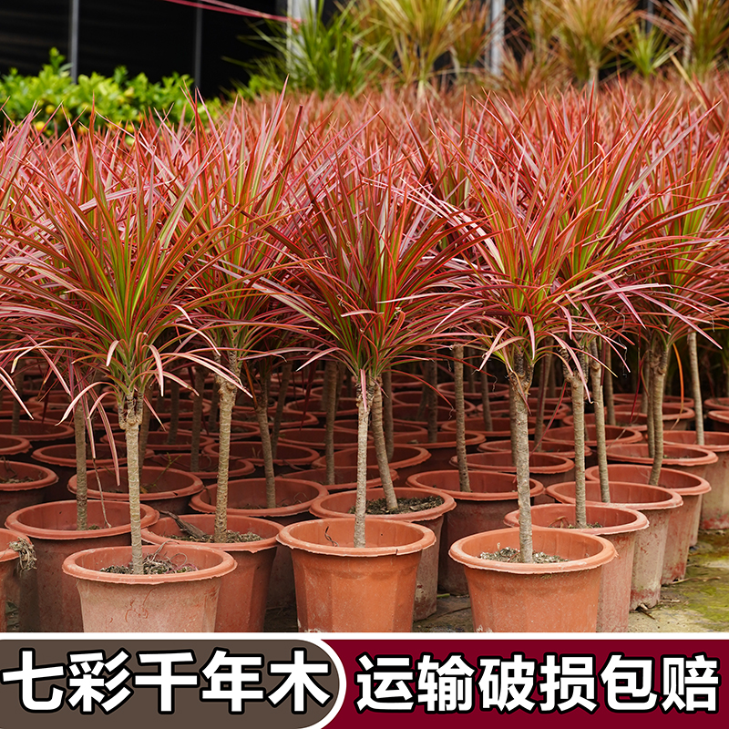 七彩马尾龙血树铁五彩客厅绿植木千年净化空气的室内植物