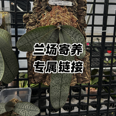 兰场寄养专拍珍奇类原生种蝴蝶兰