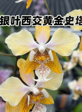 【兰之星】【银叶西交黄金史塔基】2.5寸苗原生西雷利蝴蝶兰苗