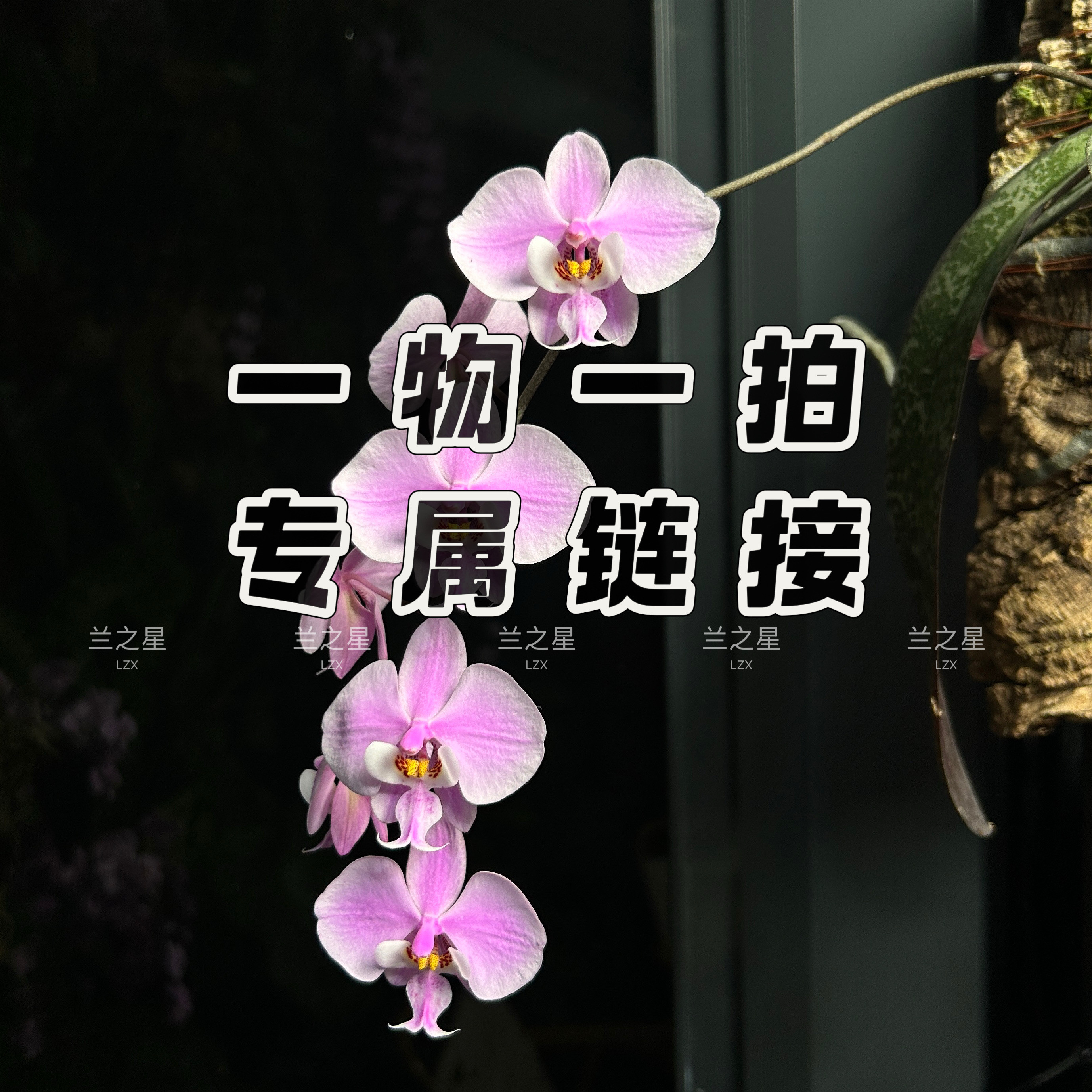 【兰之星】【直播专拍】珍奇类趣味原生种蝴蝶兰西雷利史塔基