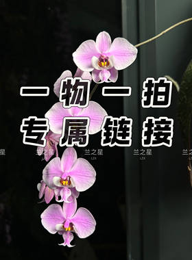 【兰之星】【直播专拍】珍奇类趣味原生种蝴蝶兰西雷利史塔基