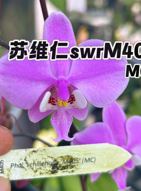 【兰之星】苏维仁【swrM405分身】2.5寸杯原生种蝴蝶兰实生西雷利