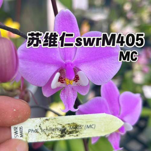 【兰之星】苏维仁【swrM405分身】2.5寸杯原生种蝴蝶兰实生西雷利