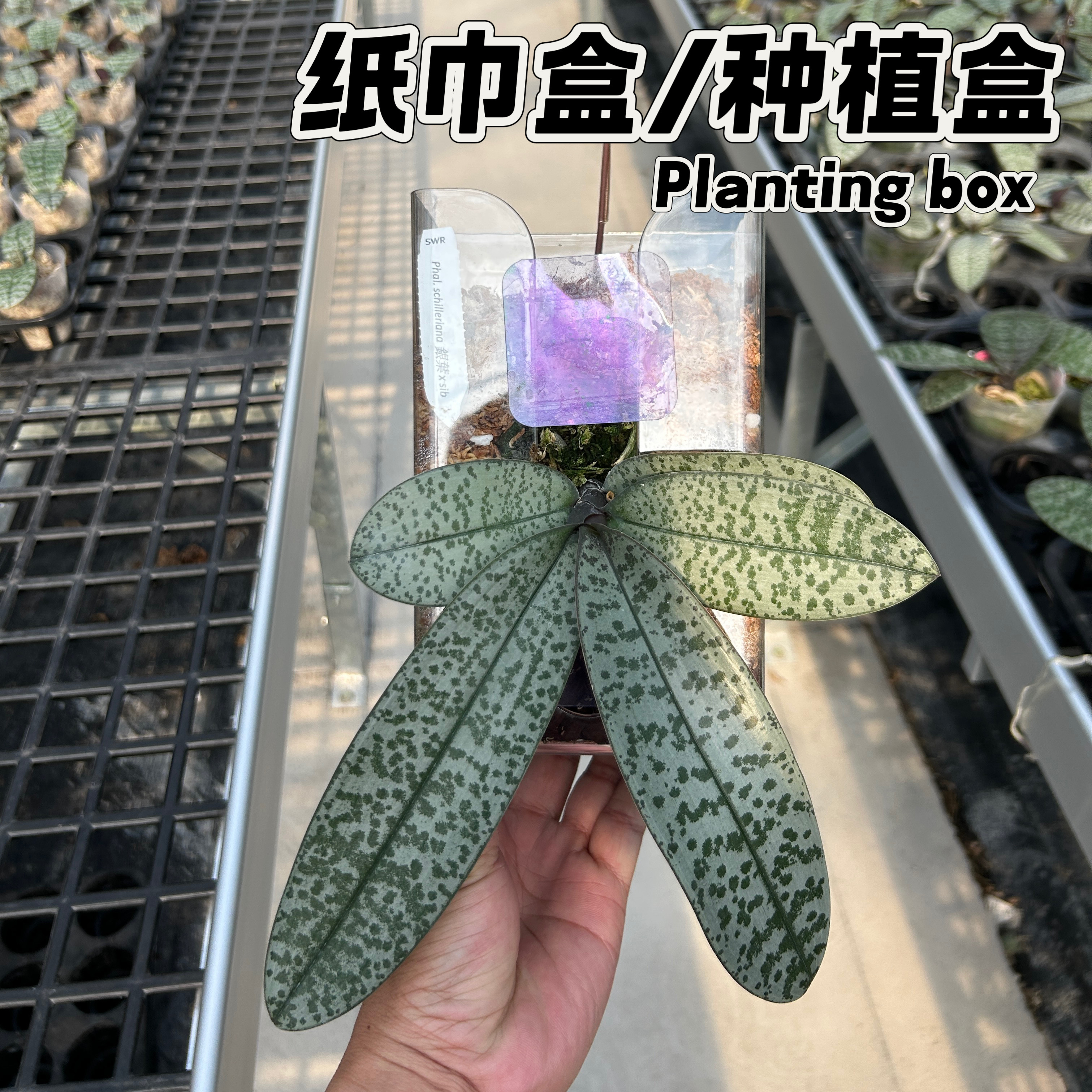 【兰之星】【挂壁种植盒子纸巾盒】蝴蝶兰高透明环保塑料造绿植墙,收纳整理,其他收纳盒,淘宝优惠券,粉丝福利购,淘宝优惠卷