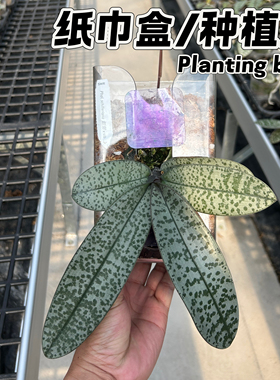 【兰之星】【挂壁种植盒子纸巾盒】蝴蝶兰高透明环保塑料造绿植墙