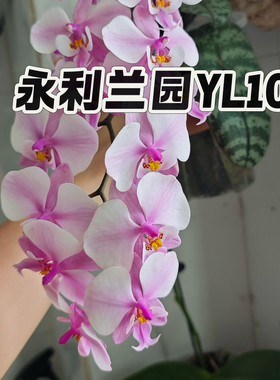 【兰之星】永利兰园【YL101】2.5寸苗原生西雷利蝴蝶兰