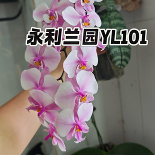 YL101 永利兰园 2.5寸苗原生西雷利蝴蝶兰 兰之星