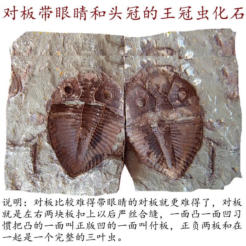 天然对开三叶虫化石摆放石材动物招财复古复古古生物教学标本9999