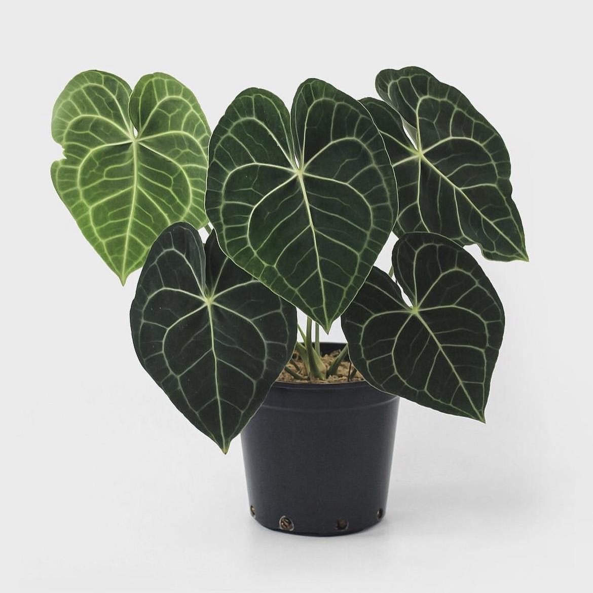 花与花器 克莱恩水晶花烛ins热植盆栽铜锣烧哥伦比亚心形叶片小苗