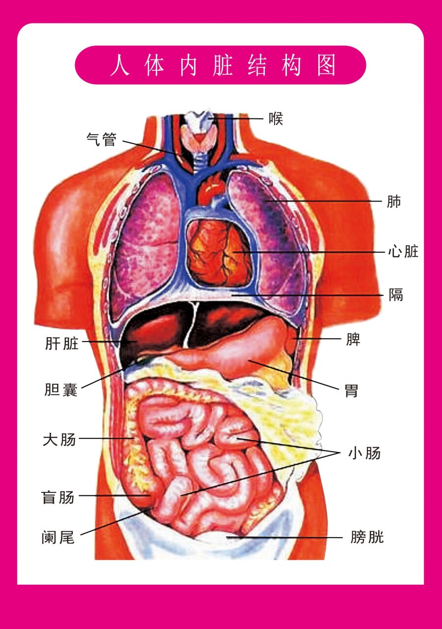 人体内脏解剖系统示意图医学宣传挂图人体器官消化系统结构图海报
