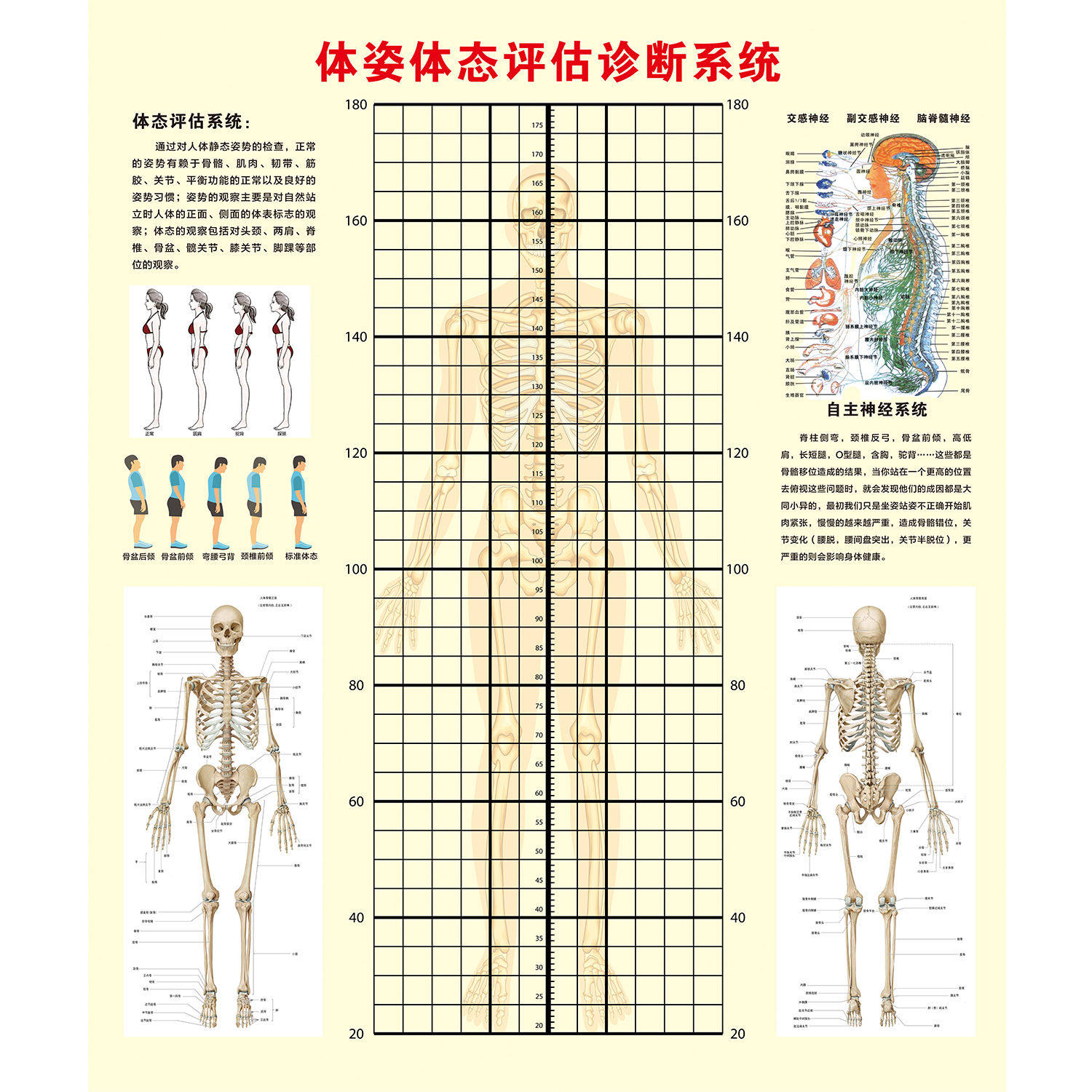 体姿体态评估诊断系统海报人体体态体测表青少年儿童体态评估表