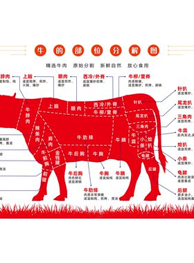 牛身体结构图牛肉部位分割切割图全牛宴海报牛肉分解图贴纸kt板