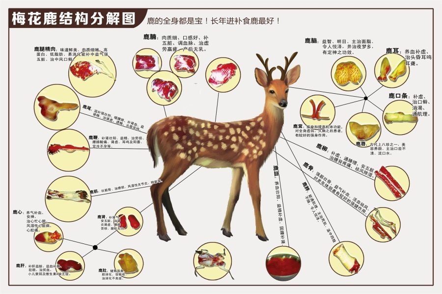 梅花鹿结构分解图海报展板养生滋补珍品一梅花鹿食用功效墙贴墙纸