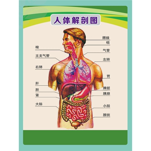 人体解剖图穴位医学人体结构图片内脏器官骨骼肌肉构造挂图画全身