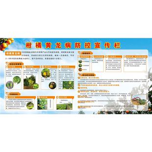 柑橘黄龙病防控宣传栏海报展板柑橘黄龙病的综合治理沃柑简介墙贴