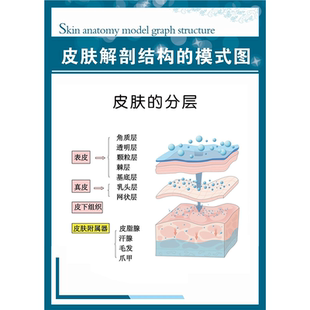 皮肤解剖结构的模式图海报展板毛发生理结构图挂图装饰画墙贴墙纸