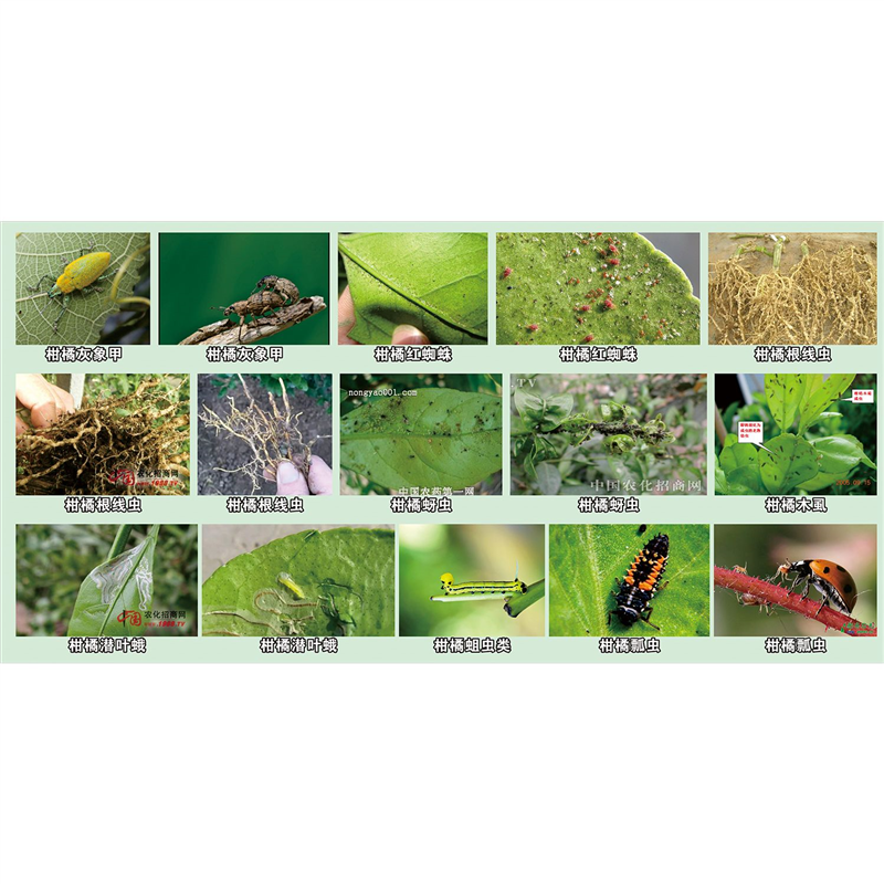 柑橘种植劳动基地海报展板沃柑简介柑橘黄龙病的综合治理墙贴墙纸,家居饰品,软装墙贴,淘宝优惠券,粉丝福利购,淘宝优惠卷