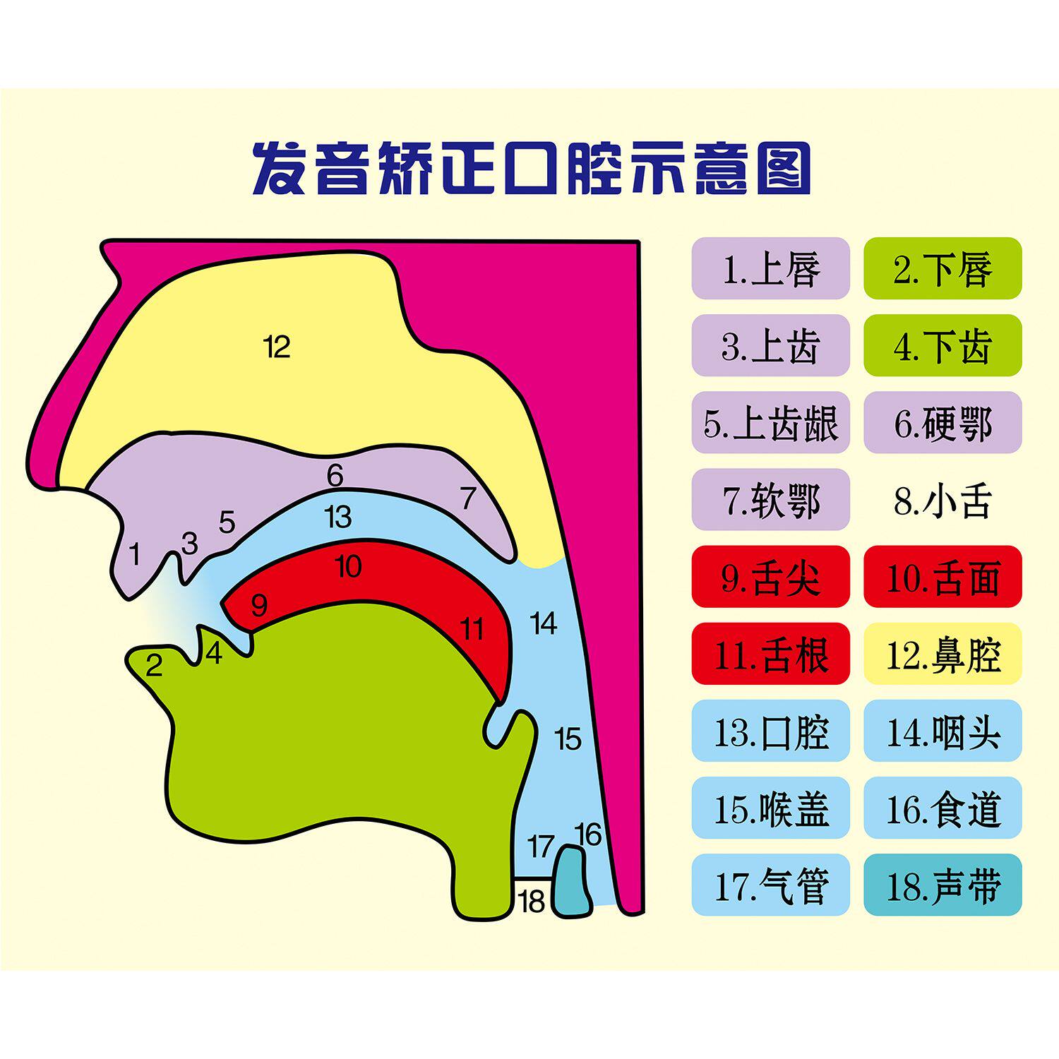 发音矫正口腔示意图挂图宣传画英语国际拼音发音表器官图解墙贴画