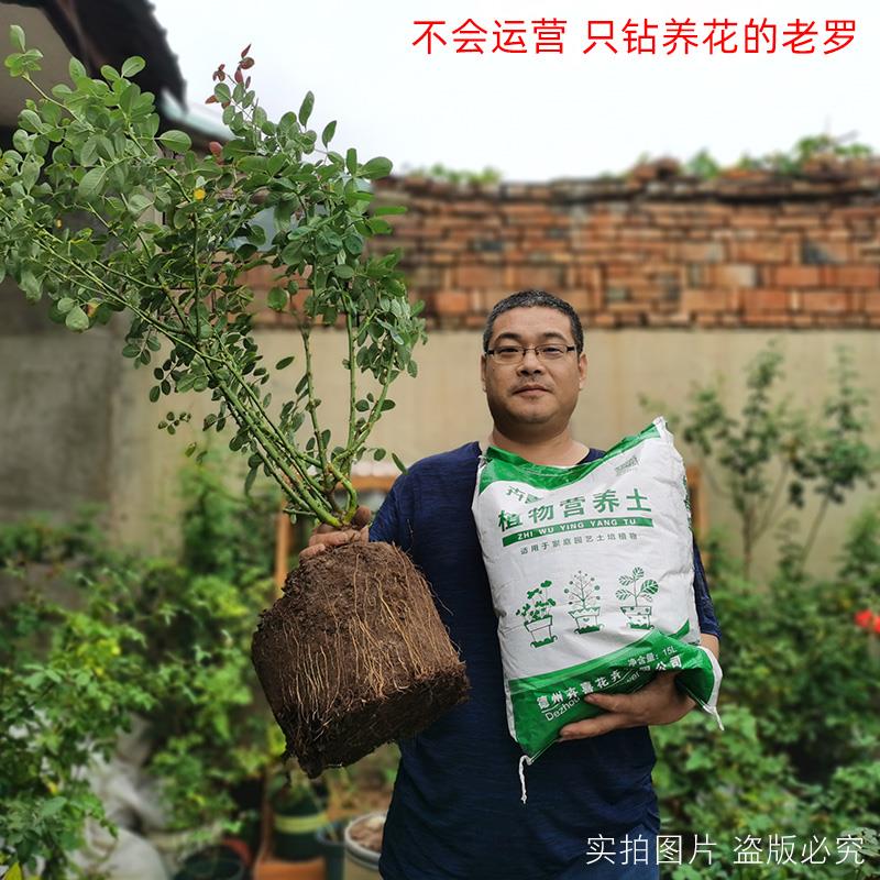 卉喜进口泥炭土营养土盆栽种植花土通用型绿萝月季专用养花种菜土