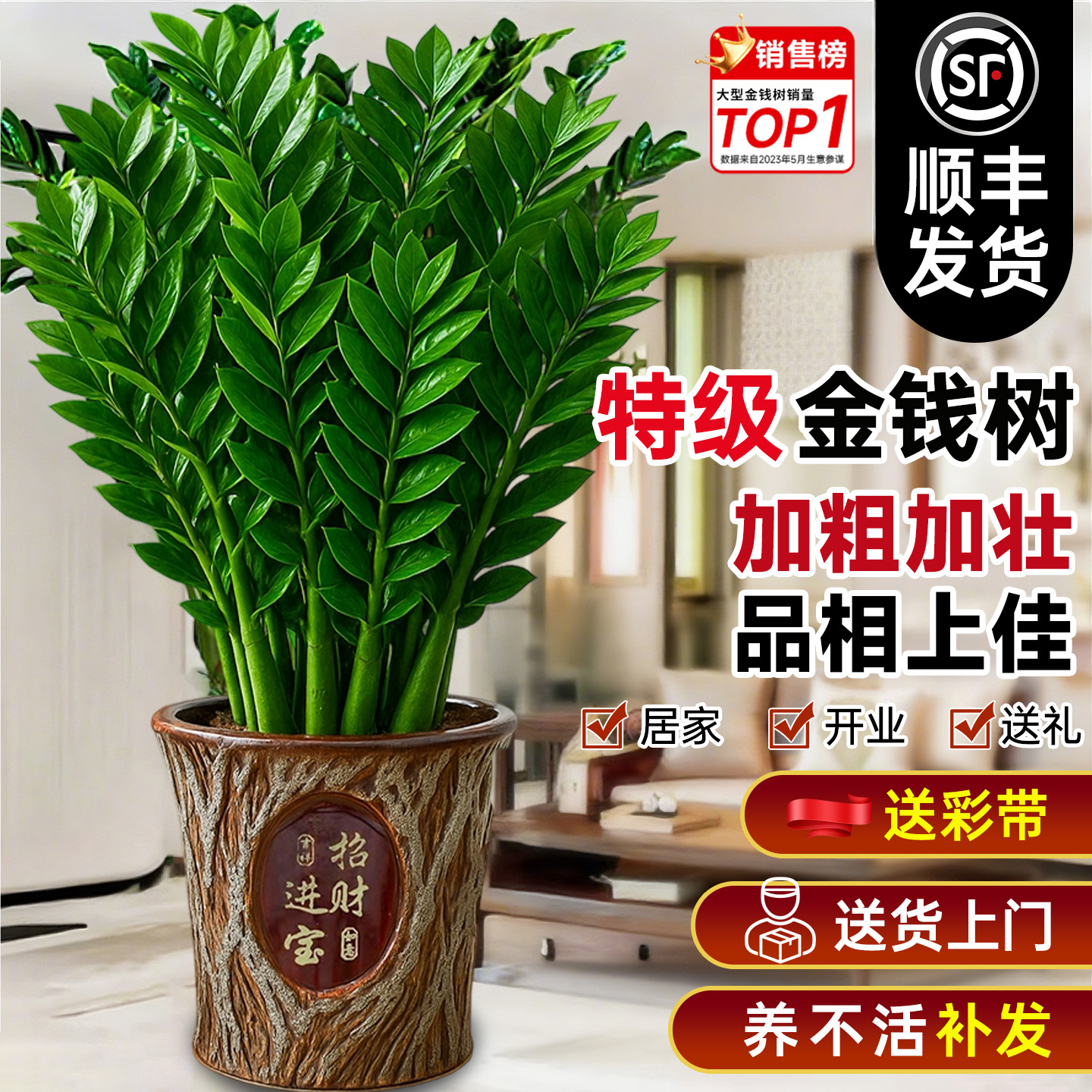 【特级品质】加粗加壮品相金钱树