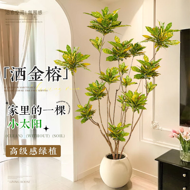 洒金榕盆栽绿植室内大型植物禄旺宅树客厅落地式大号真花黄金万两