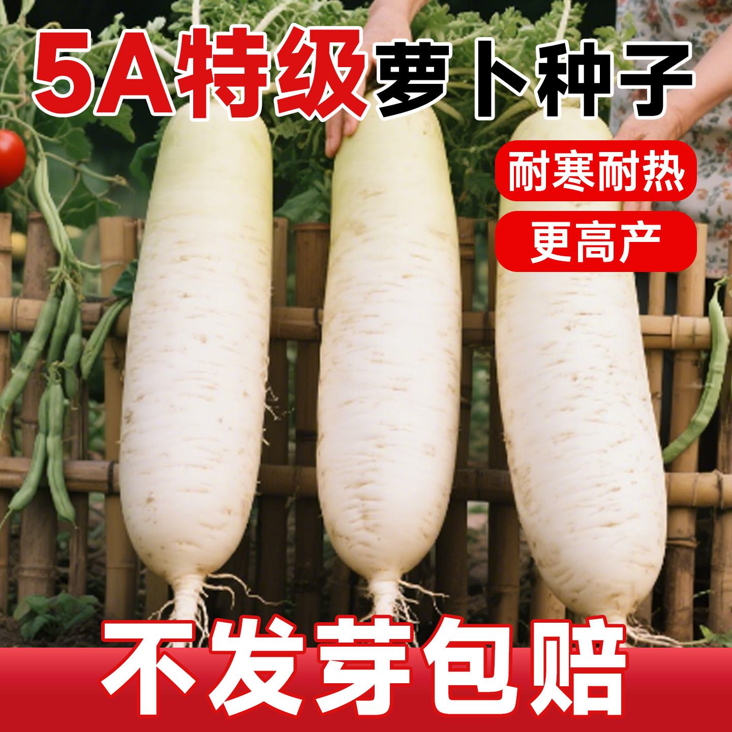 【5A特级】四季萝卜高产爆芽好种