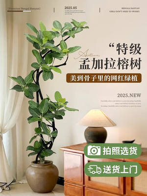 造型孟加拉榕树盆栽绿植物室内客厅大型高级感好养高端大气上档次