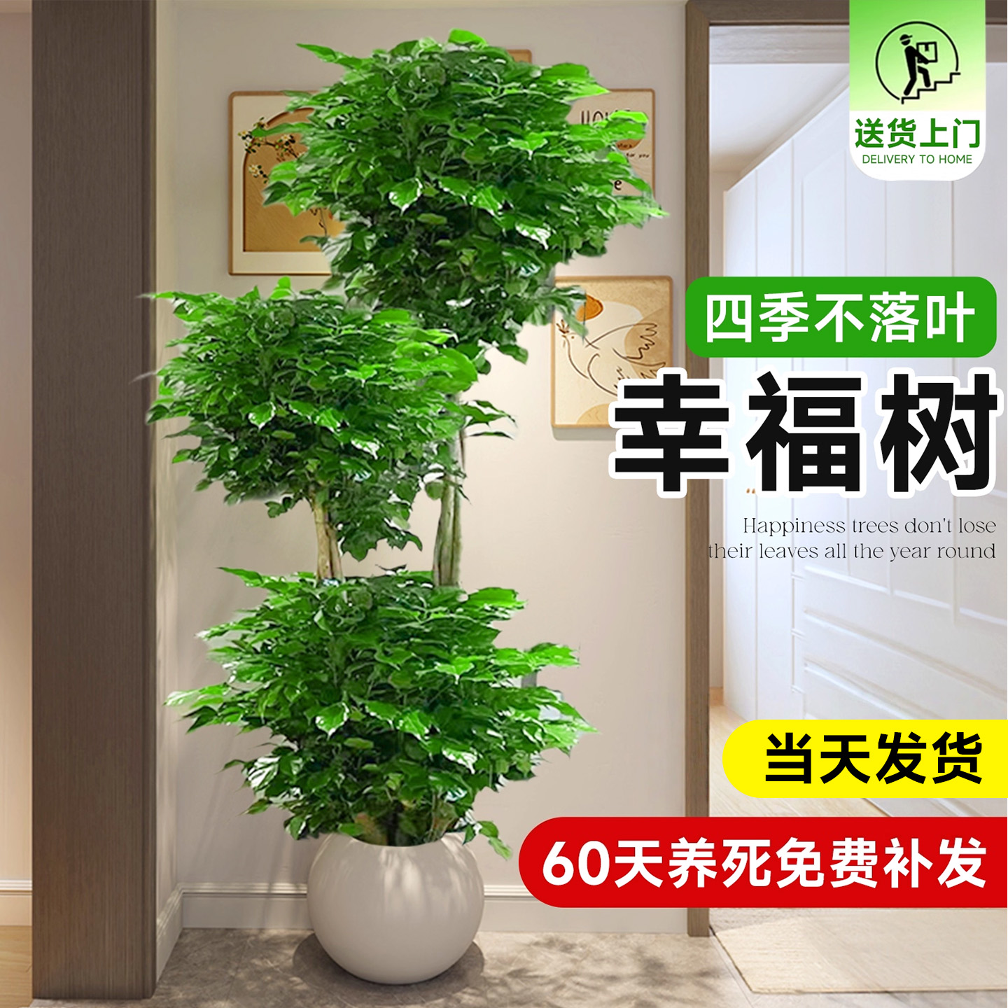 【茂密不落叶】幸福树客厅盆栽大