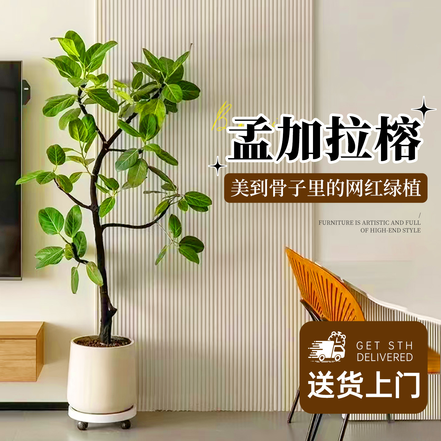 孟加拉榕大型绿植物室内客厅盆栽黄金榕高山榕树落地摆件四季好养