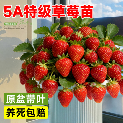 【5A特级】草莓苗原土盆不活包赔