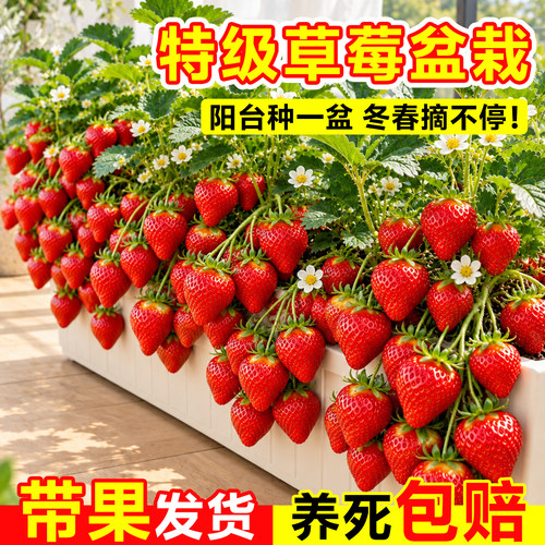 红颜草莓苗脱毒带土盆栽高产
