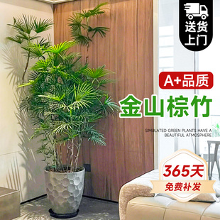 金山棕竹盆栽室内大型绿植客厅植物落地式小细叶四季好养竹子花卉