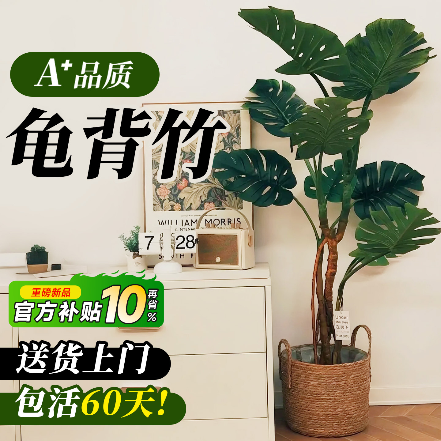 大叶龟背竹老桩盆栽高端绿植